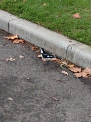 Grallina cyanoleuca