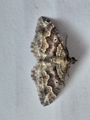 Mimoclystia explanata