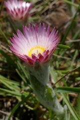 Helichrysum ecklonis