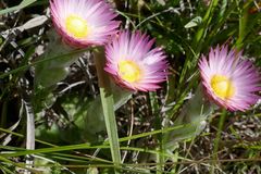 Helichrysum ecklonis