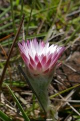 Helichrysum ecklonis