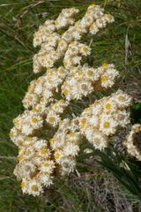 Helichrysum krebsianum