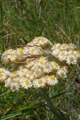 Helichrysum krebsianum