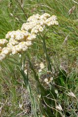 Helichrysum krebsianum