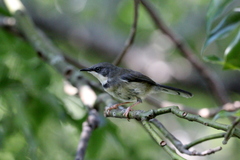 Apalis thoracica claudei