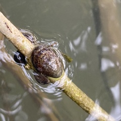 Neripteron violaceum