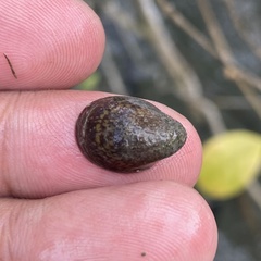 Neripteron violaceum