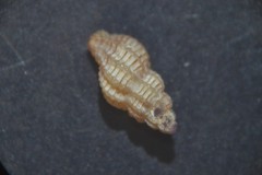 Cyrillia linearis