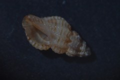 Cyrillia linearis