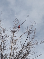 Cardinalis cardinalis