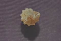 Cyrillia linearis