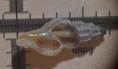 Cyrillia linearis