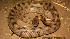 Telescopus tessellatus