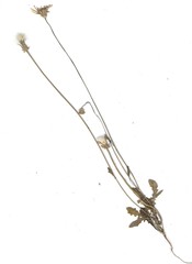 Crepis rubra