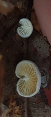 Crepidotus stipitatus