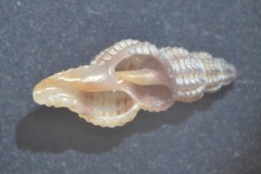 Cyrillia linearis