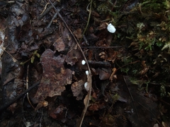 Crepidotus stipitatus