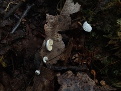 Crepidotus stipitatus