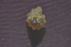 Cyrillia linearis