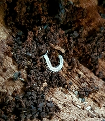 Propolydesmus germanicus