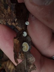 Crepidotus stipitatus
