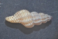 Cyrillia linearis