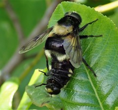 Volucella bombylans