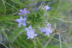 Wahlenbergia fasciculata