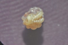 Cyrillia linearis