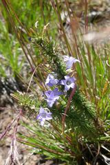 Wahlenbergia fasciculata