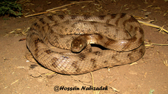 Telescopus tessellatus