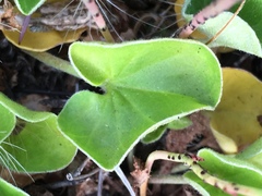 Dichondra donelliana