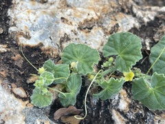 Cucumis cinereus