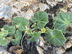 Cucumis cinereus