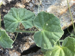 Cucumis cinereus