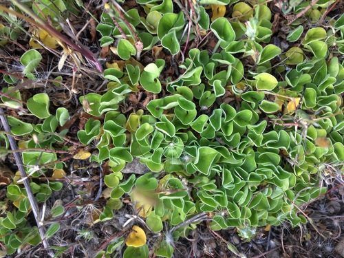 California Dichondra foliage