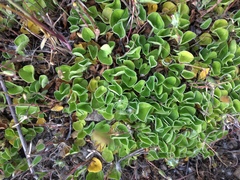 Dichondra donelliana