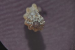 Cyrillia linearis