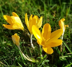 Crocus chrysanthus