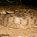 Soosan Tiger Snake - Photo (c) hossein_nabizadeh, some rights reserved (CC BY-NC)