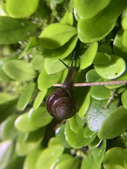 Aegista subchinensis