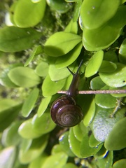 Aegista subchinensis