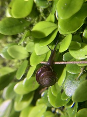 Aegista subchinensis