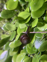 Aegista subchinensis
