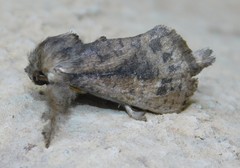 Kroonia natalica