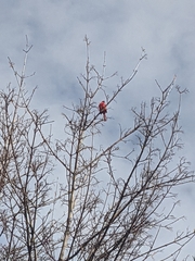 Cardinalis cardinalis