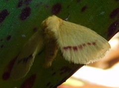 Stenoglene rosea