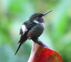 Philodice mitchellii