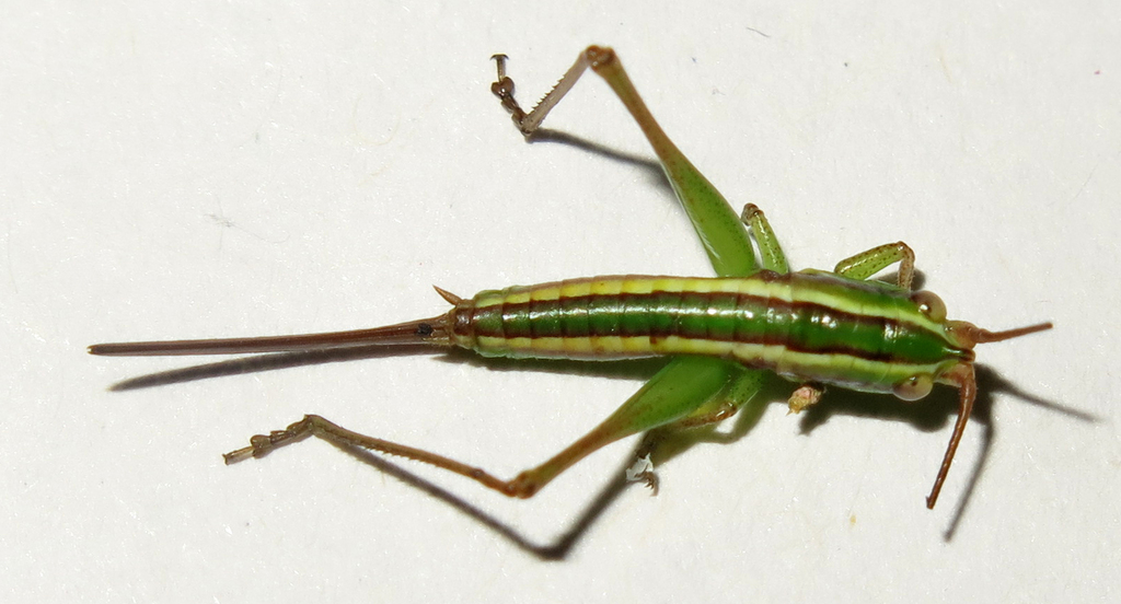 Conocephalus basutoanus