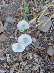 Convolvulus arvensis